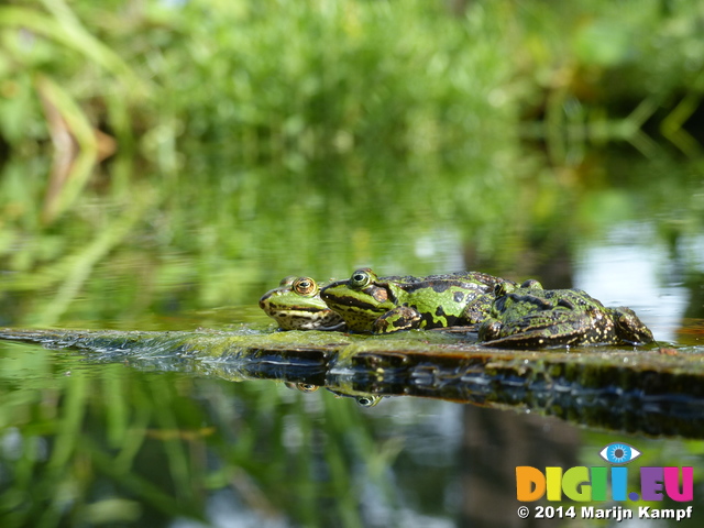 FZ008230 Marsh frogs (Pelophylax ridibundus) on plank